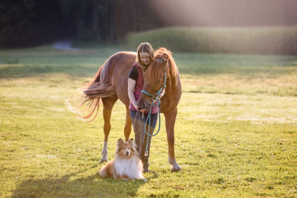 Frau steht neben Fuchsfarbenem Pferd auf einer Wiese in der Morgensonne. Eine Colliehündin liegt aufmerksam daneben.
