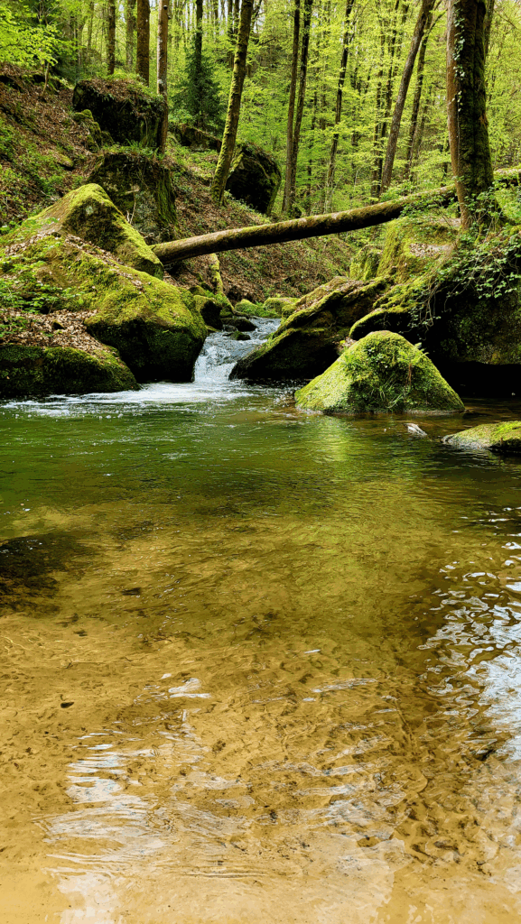 Klarer Bach mit moosbewachsenen Steinen in einem lichten Frühlingswald.