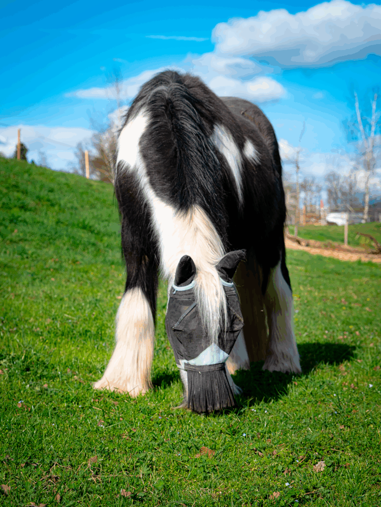 Schwarz-weisses Pferd mit Fliegenschutzmaske weidet auf grüner Wiese bei Sonne.