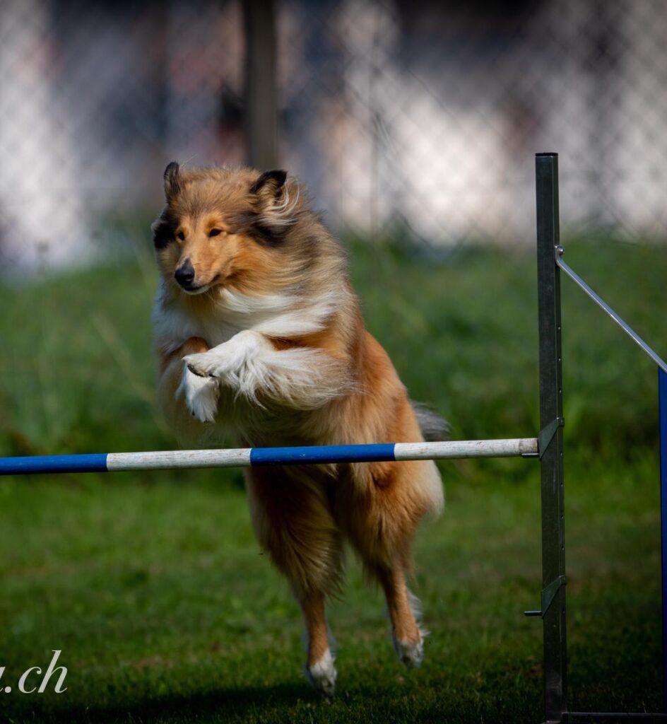 Colliehünding spring über Agilityhindernis